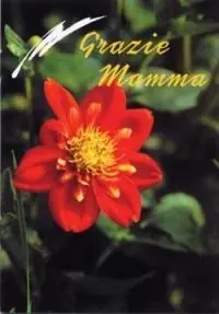 Beperkt Aanbod Grazie mamma